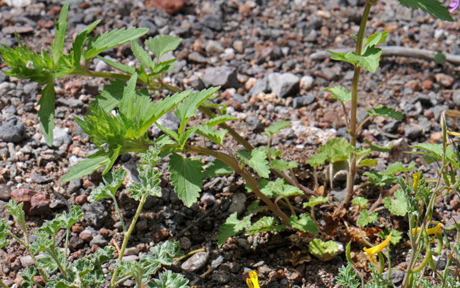 Dracocephalum parviflorum, American Dragonhead